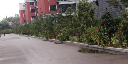 景園苗木與師范大學幼兒園合作苗木 景園苗木與師范大學幼兒園合作苗木